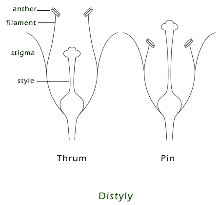 Image result for gametophytic self incompatibility