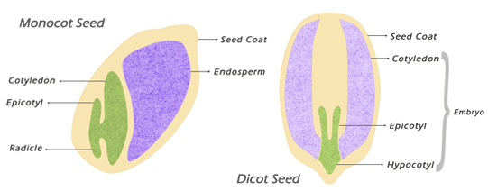 monocots-and-dicots-theagricos