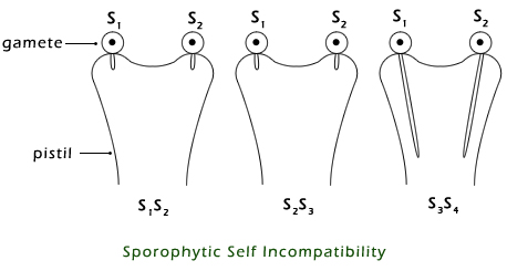 Sporophytic Self Incompatibility